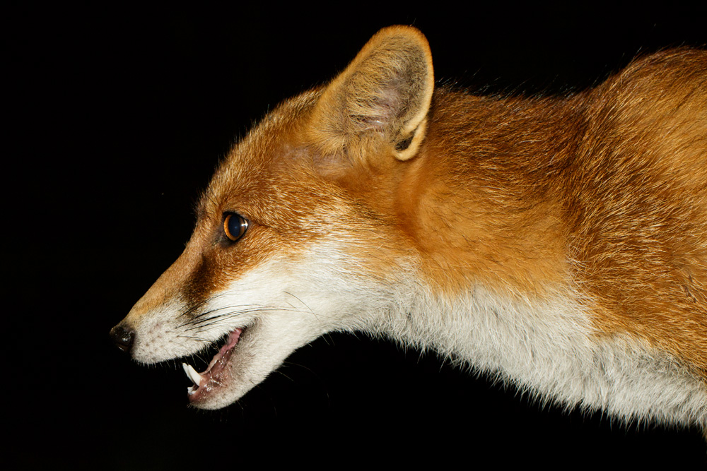 2310172210170107.jpg - Portrait of Pretty Vixen