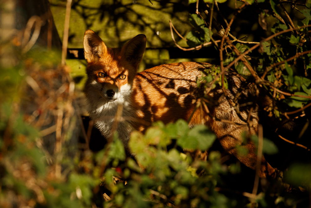 2310182210187693.jpg - Pretty Vixen lurking behind the undergrowth
