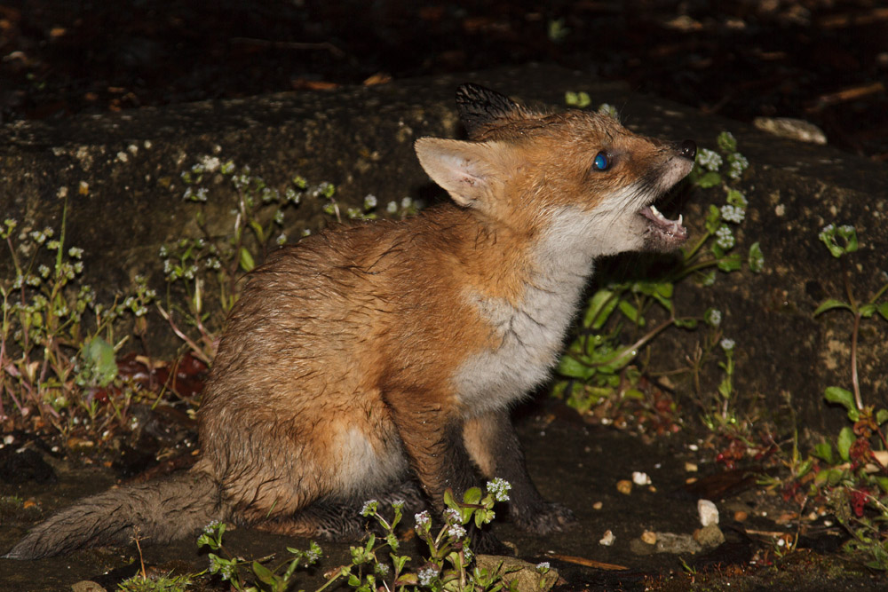 2311161405135288.jpg - Fox cub on a rainy night