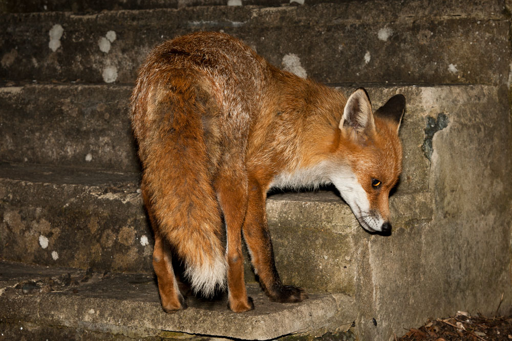 2312120205086066.jpg - Fox (Vulpes vulpes) standing on stone steps in a garden. East Sussex.