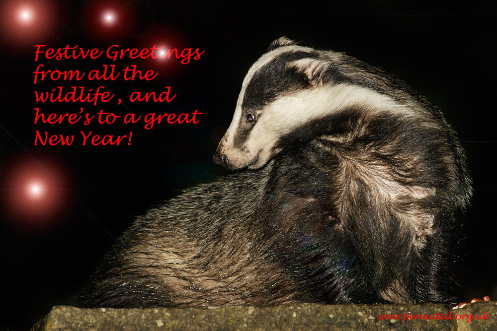 2312152015_0111153666.jpg - Badger in garden