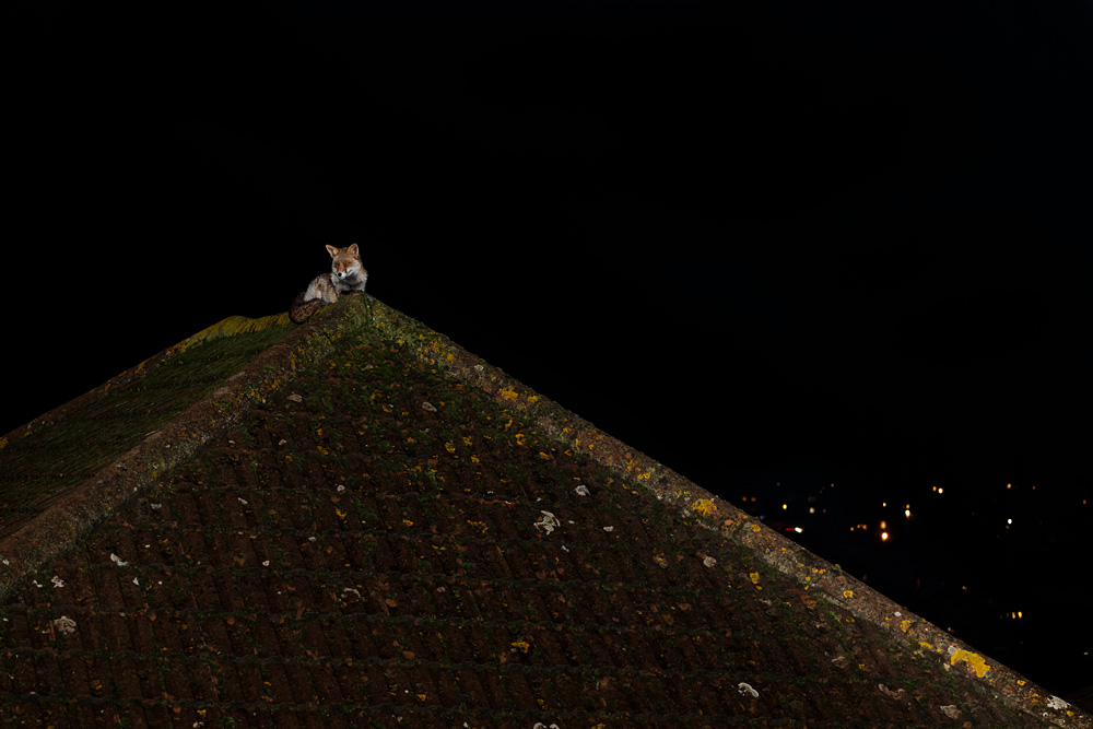 2312202312202361.jpg - Wolfy on the roof