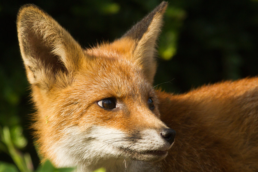 2401160108135173.jpg - Portait of a young fox