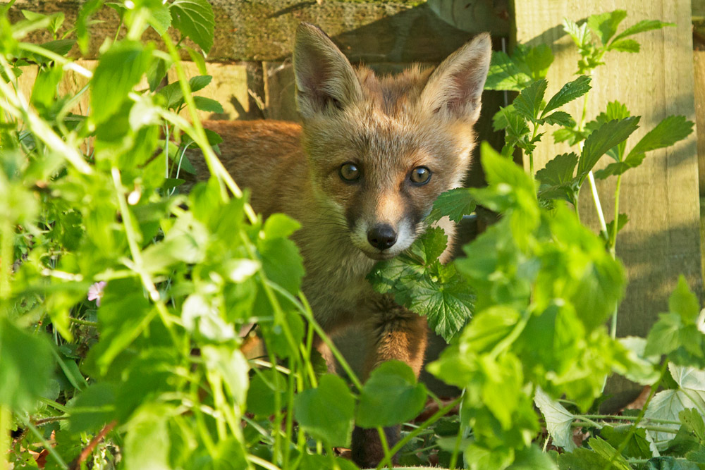 2401172505138263.jpg - Fox cub among the shrubs