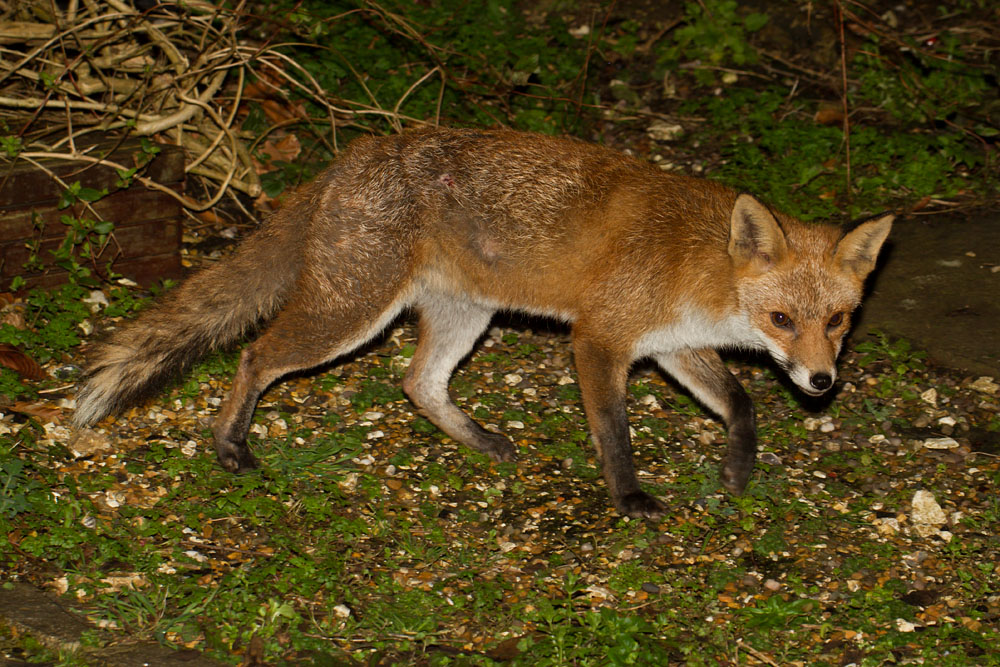 2402142302142955.jpg - Fox in garden undergrowth