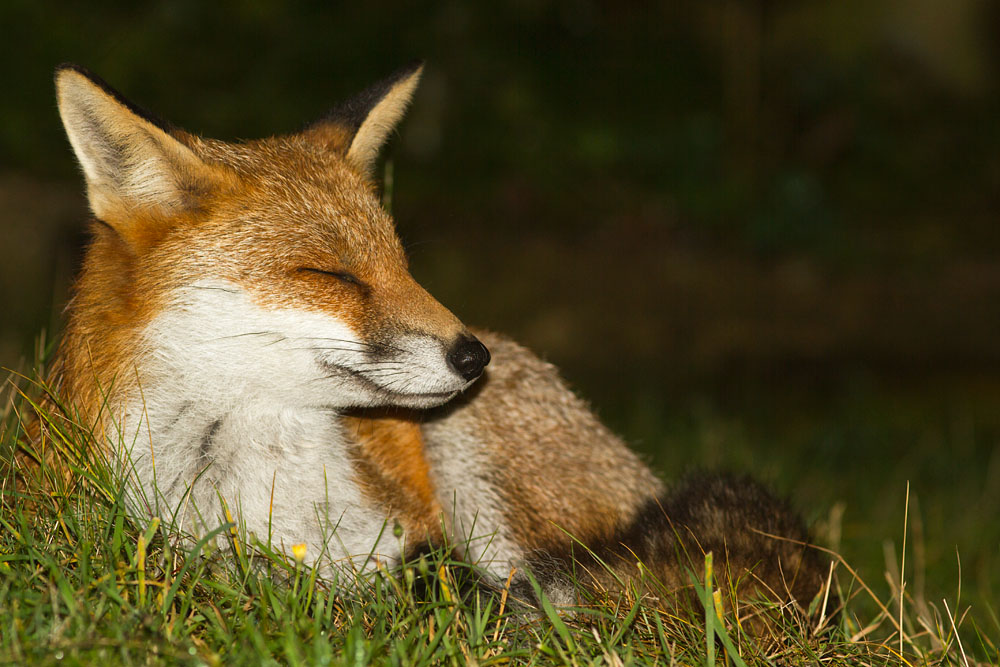 2402150110126800.jpg - Fox lying down in garden