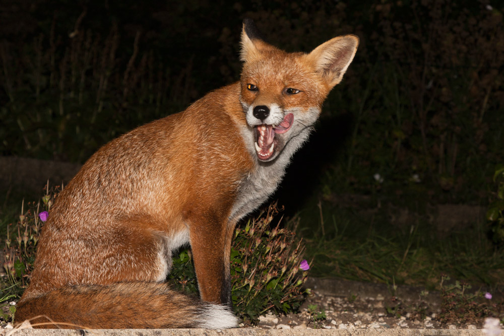 2402162108090624.jpg - Fox sitting in garden