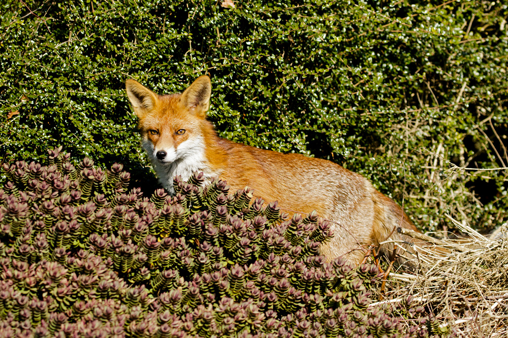 2402182402187876.jpg - Pretty VIxen in the garden on a sunny afternoon