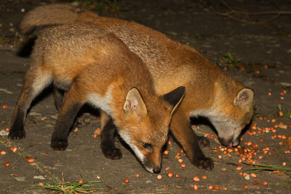 2403142405137970.jpg - Fox cubs in garden