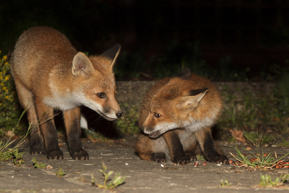 2403170406131919.jpg - Two friendly fox cubs