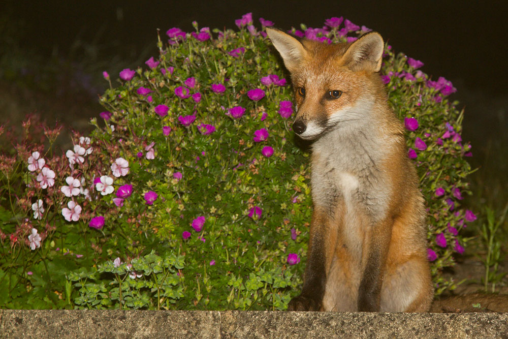 2404140407138360.jpg - Fox cub sitting by plant