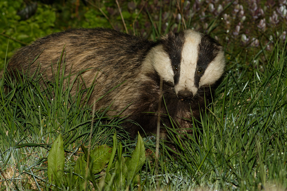 2404162304163481.jpg - Badger in garden