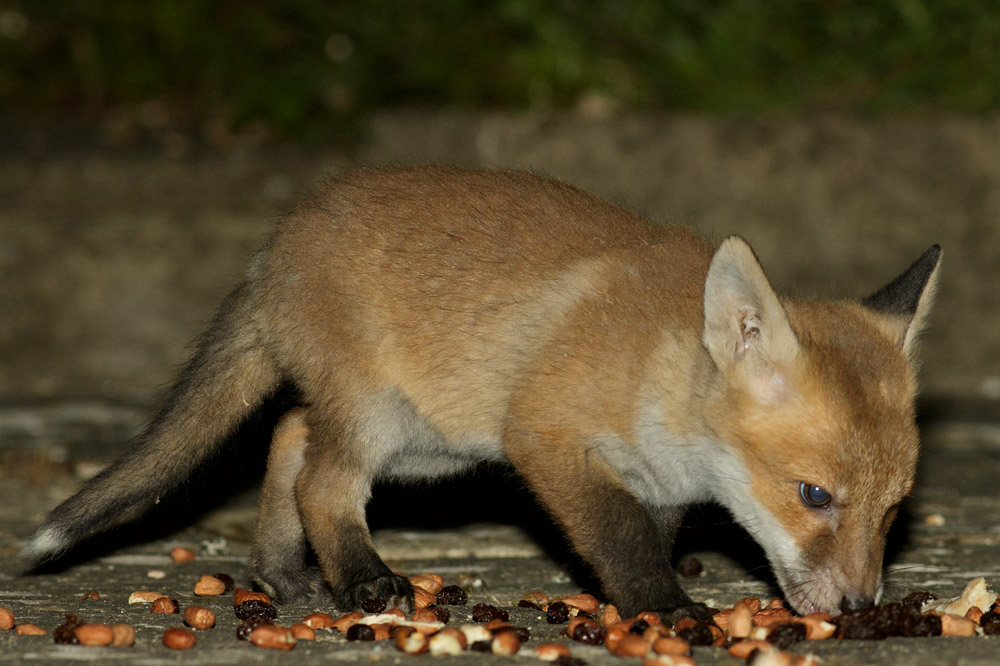 2404172404178728.jpg - Fox cubs at about 2 months old enjoying food left out in a suburban garden