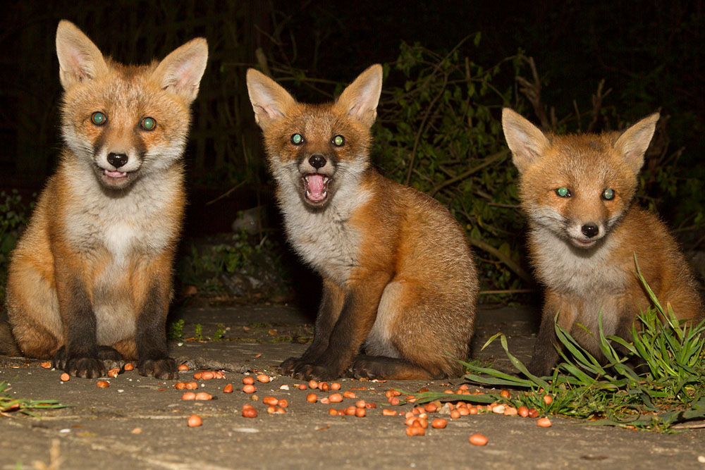 2405132305137947.jpg - Three fox cubs eating peanuts in a suburban garden