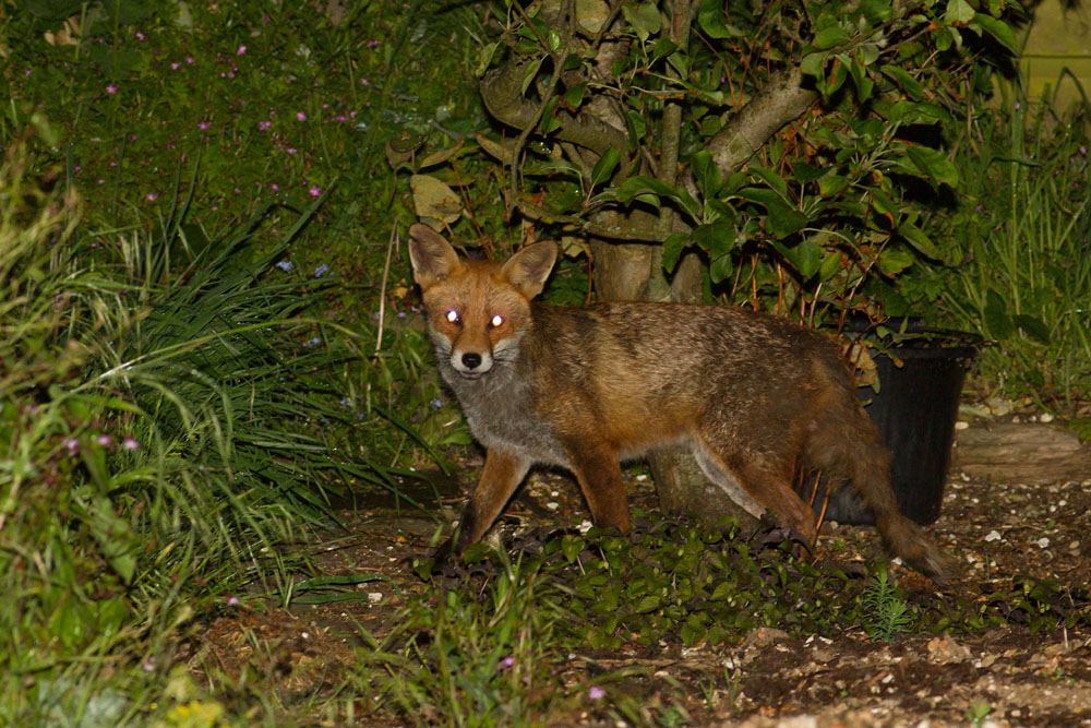 2405142305149653.jpg - Fox in garden (nicked ear)