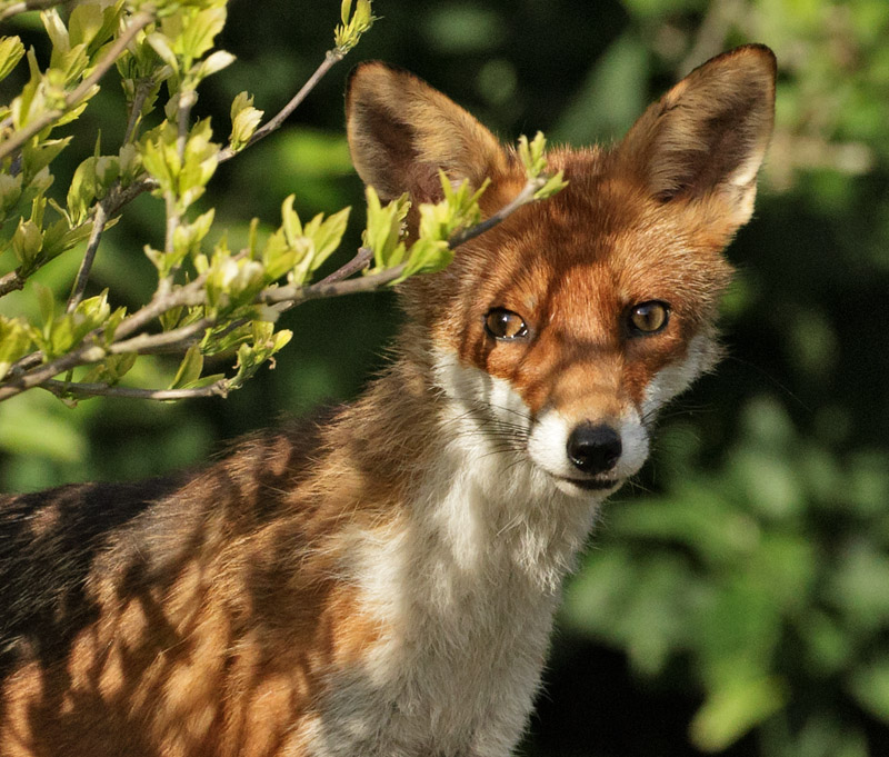 2405172105174262.jpg - Fox cubs at 11-12 weeks old enjoying the early evening sunshine in a suburban garden