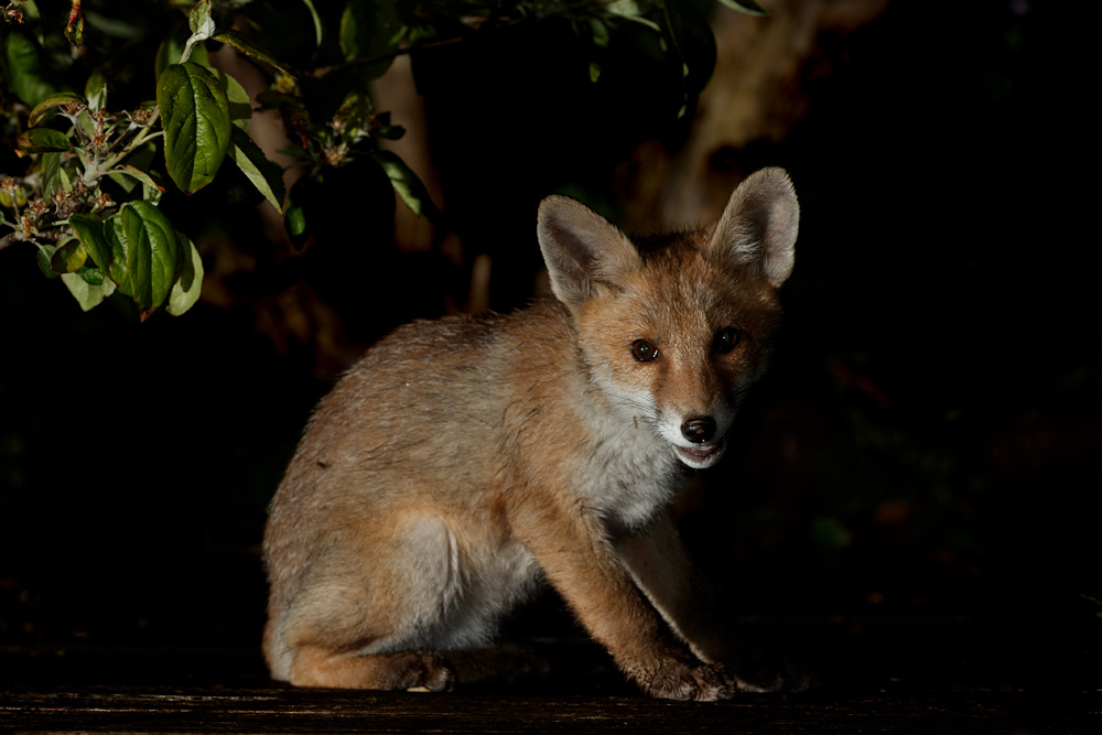 2405212405210191.jpg - Portrait of a fox cub