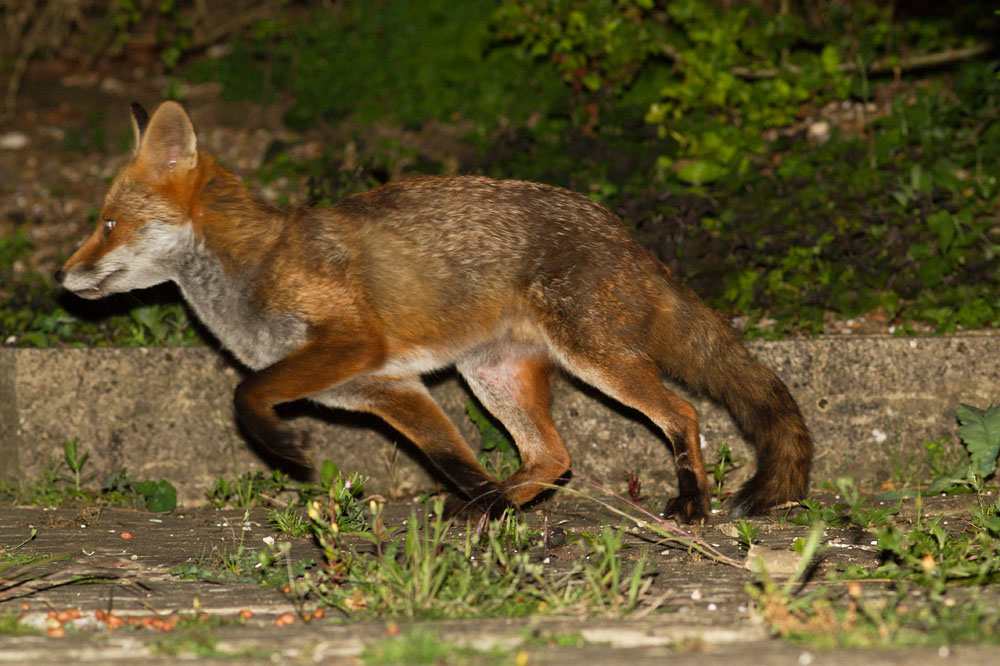 2406142206146901.jpg - Fox with nicked ear in garden