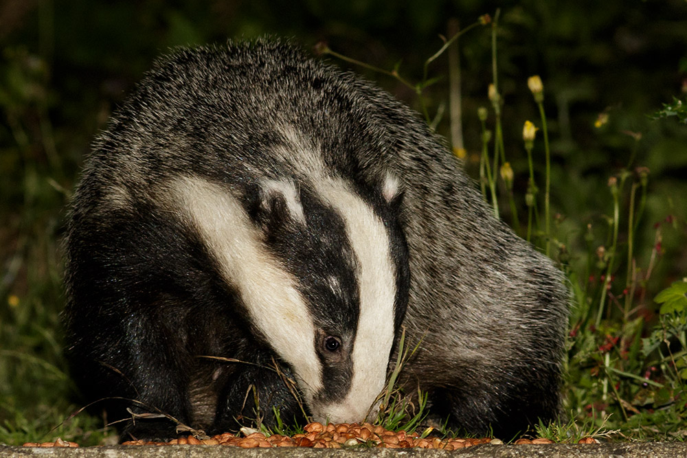 2406162206160757.jpg - Badger in the garden at night