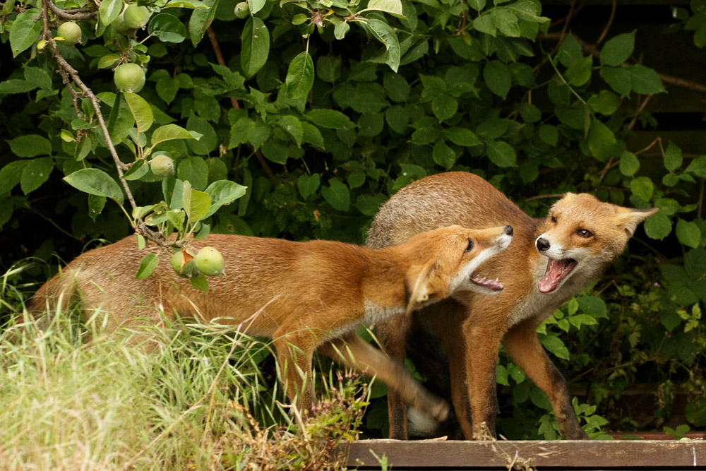 2406172206172742.jpg - Fox cub behaviour