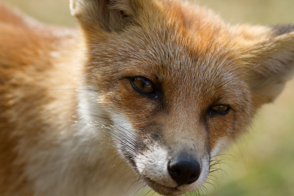 2407132207133475.jpg - Portrait of the head of a fox cub