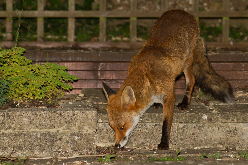 2407142207141462.jpg - Fox (nicked ear) at rear of garden