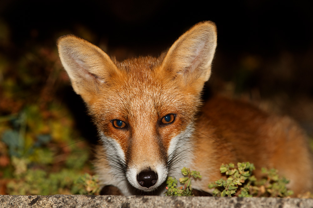 The Complete Fox of the Day/2407182307180020
