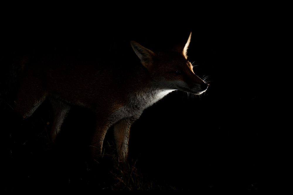 2407212307215629.jpg - Backlit portrait of fox cub