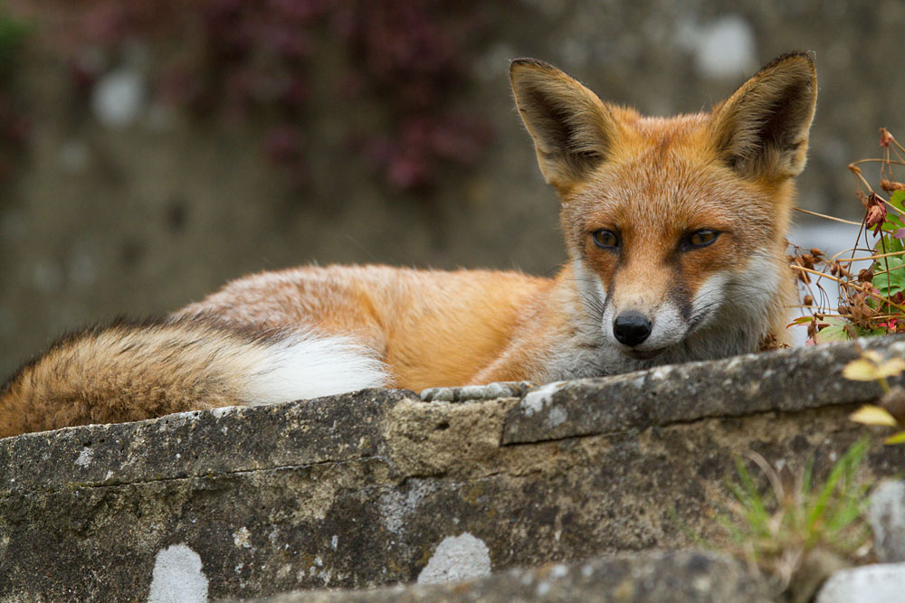 2408132308131737.jpg - Young fox (Vulpes vulpes) in suburban garden