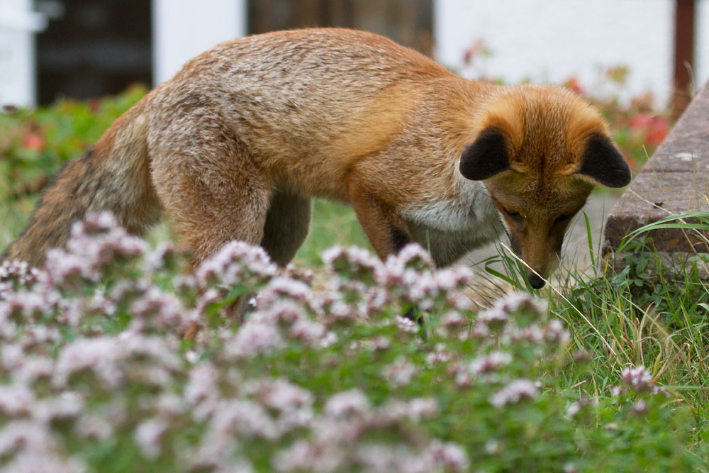 2408142308131821.jpg - Fox exploring the garden