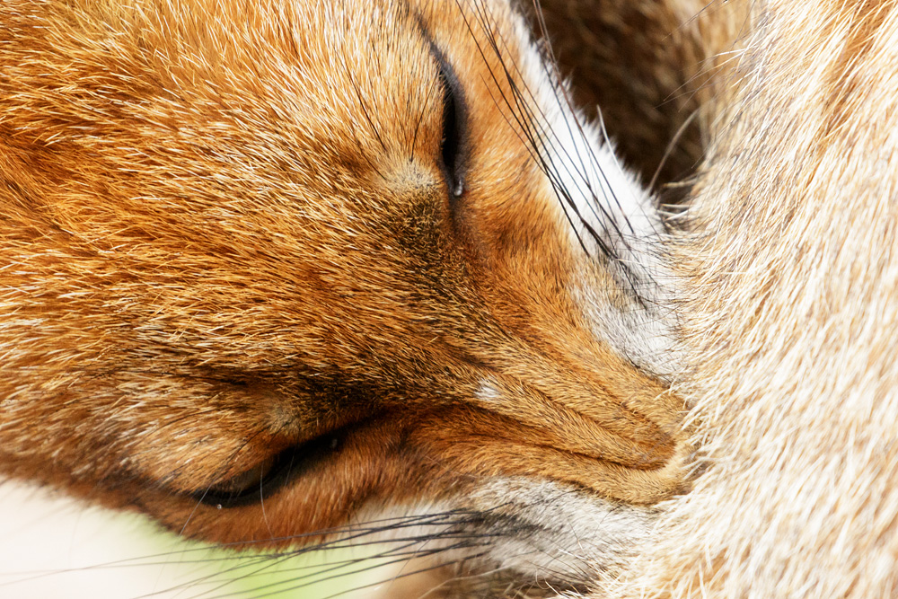 2408172408172383.jpg - Portrait of the Little Dog Fox