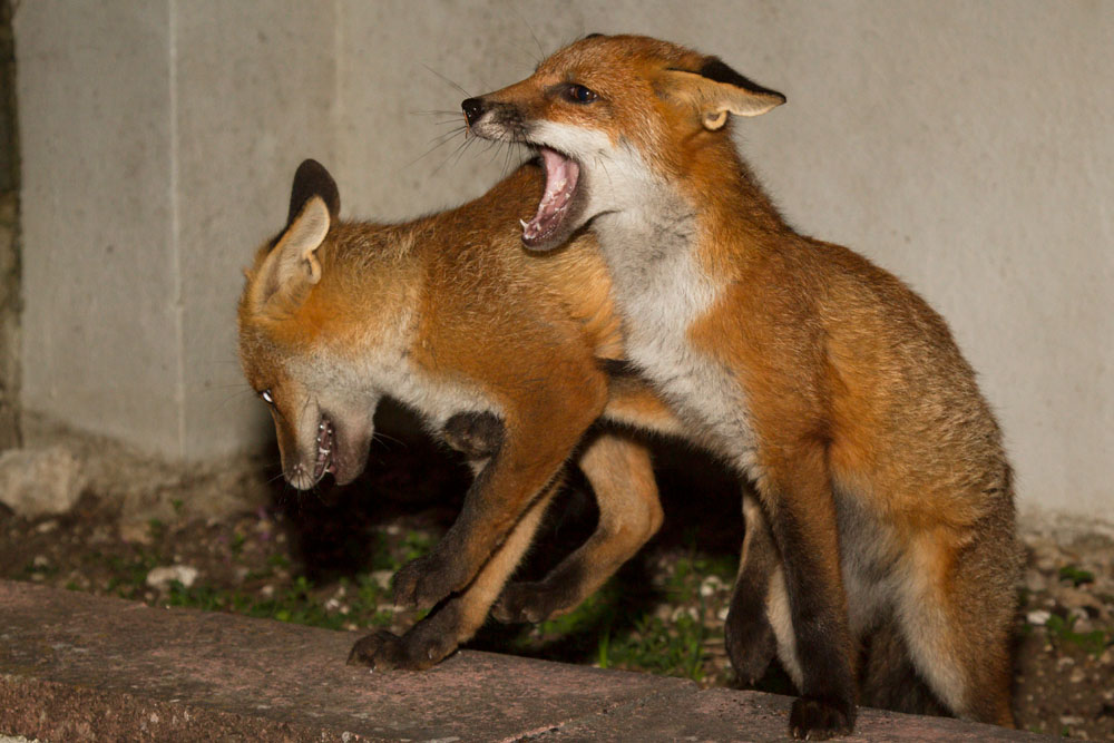 2409132006135426.jpg - Two young foxes playing