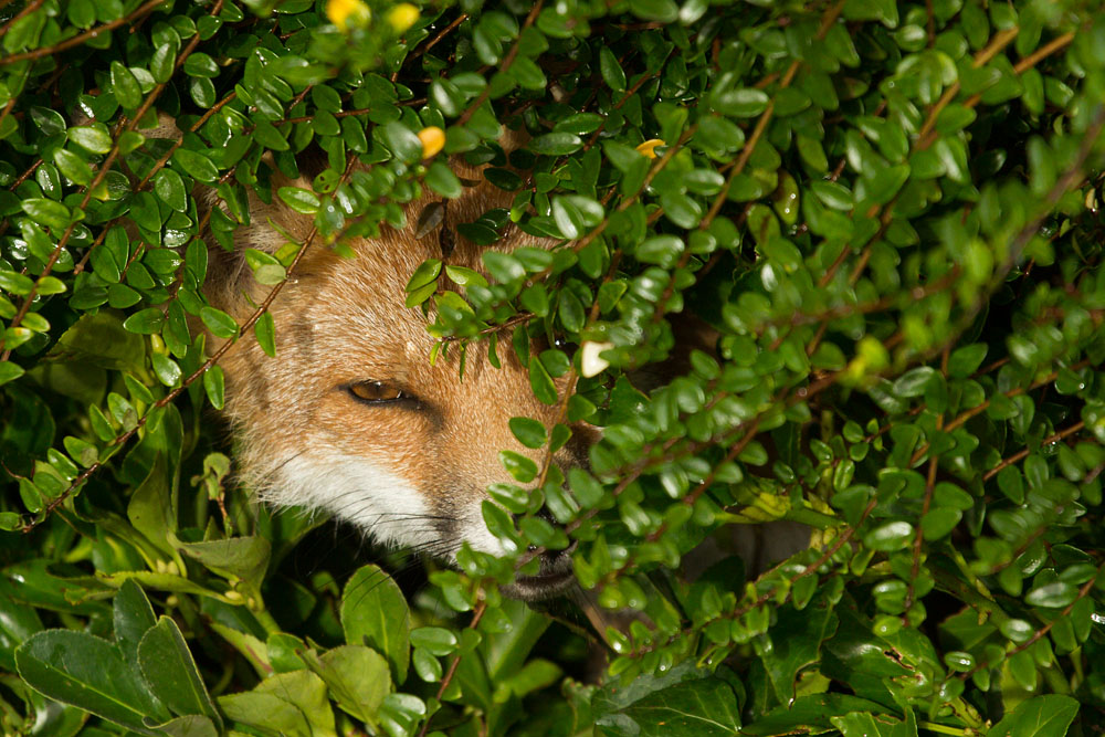 2409140211134738.jpg - Fox pushing its head through a hedge
