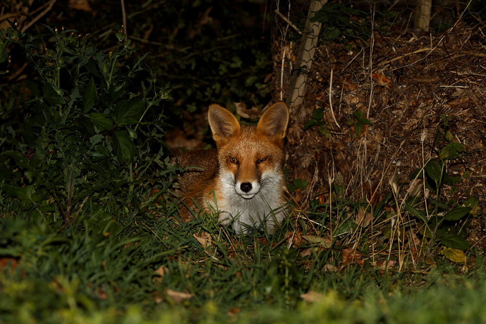 2409192209199322.jpg - Young fox number 2