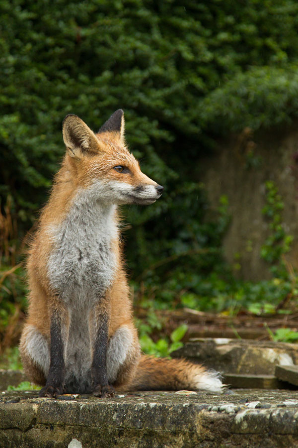 2410131910132240.jpg - Young fox (Vulpes vulpes) in a suburban garden after rain