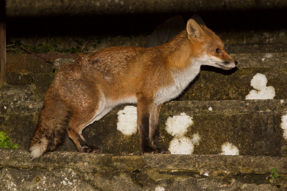 2410140702140350.jpg - Young fox on steps