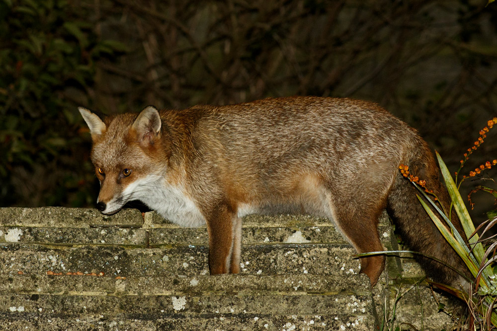 2410162310166613.jpg - Fox on garden steps