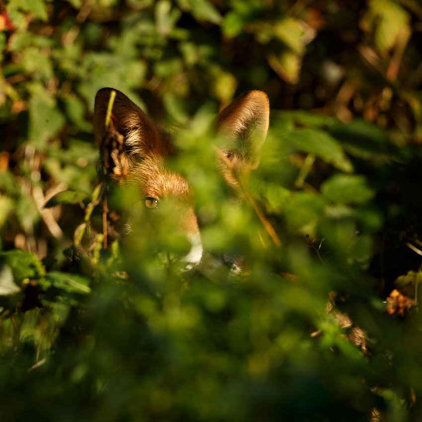 2410182210187676.jpg - Pretty Vixen lurking in the undergrowth