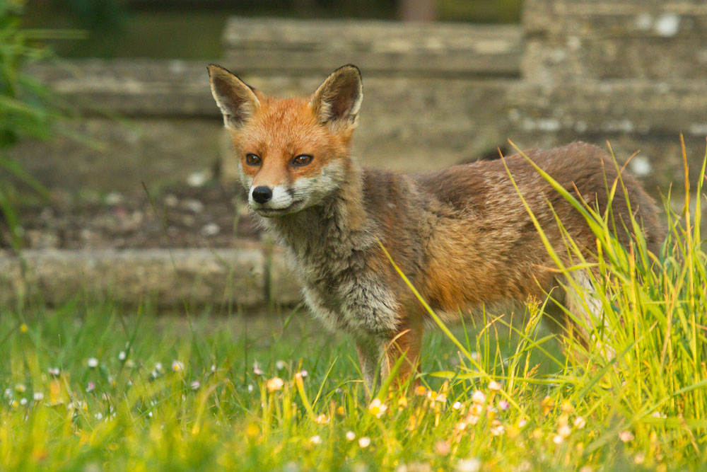 2411141405147748.jpg - Fox in sunshine
