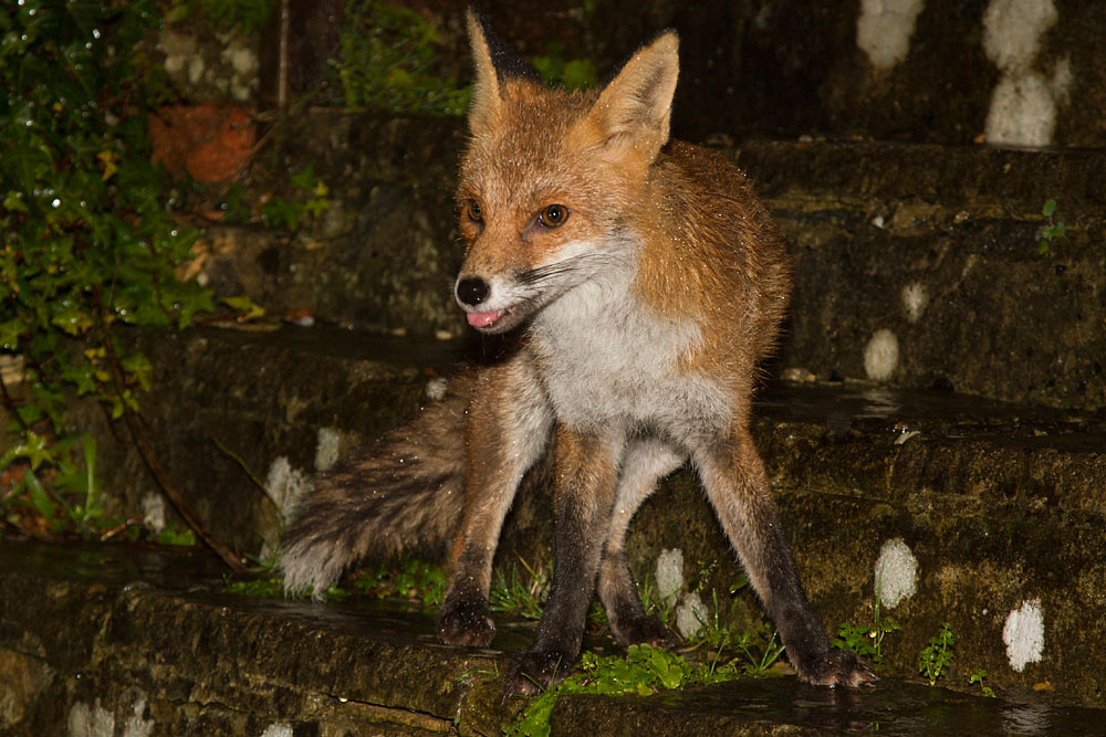 2501142401148521.jpg - Fox in garden after rain