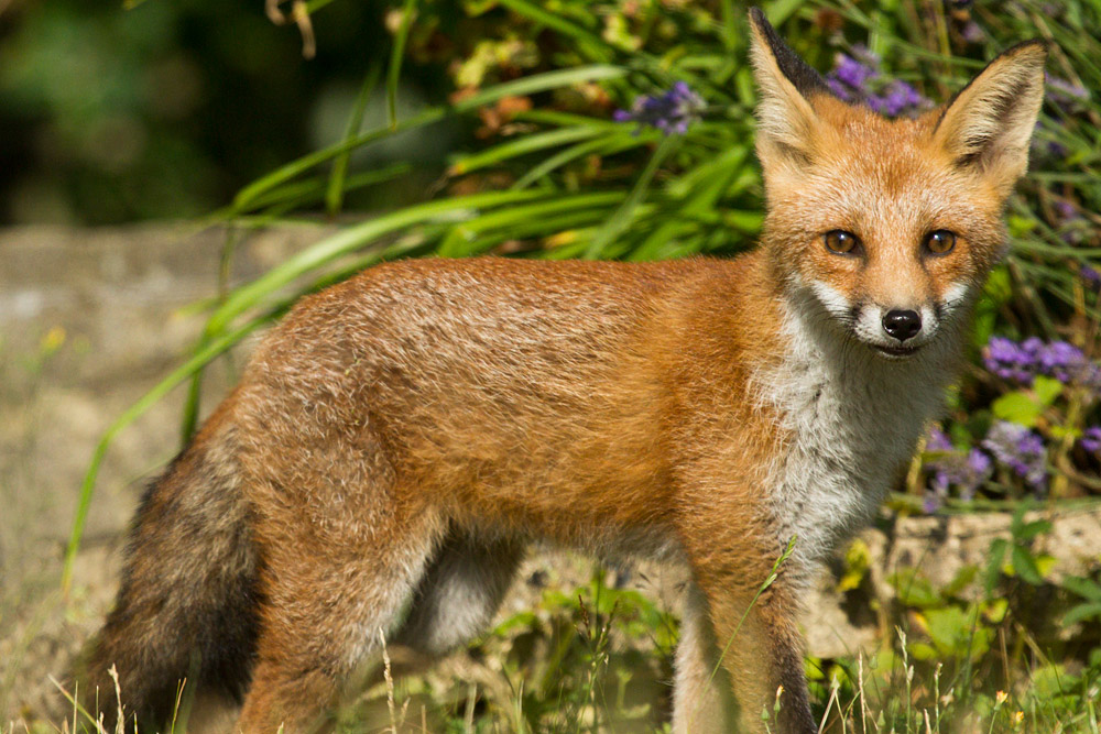 2501160208135703.jpg - Young fox in the garden