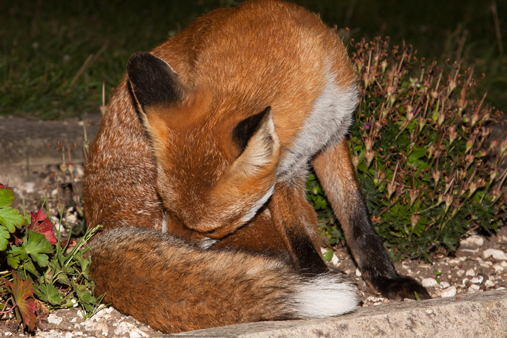 2502162108090627.jpg - Fox grooming in garden