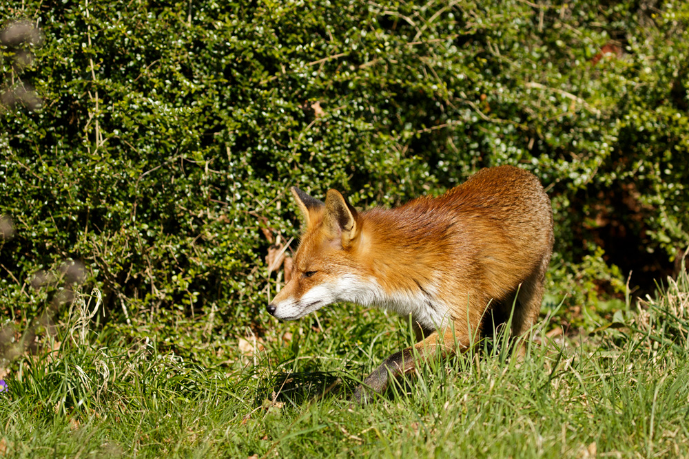 2502182402187923.jpg - Pretty VIxen in the garden on a sunny afternoon