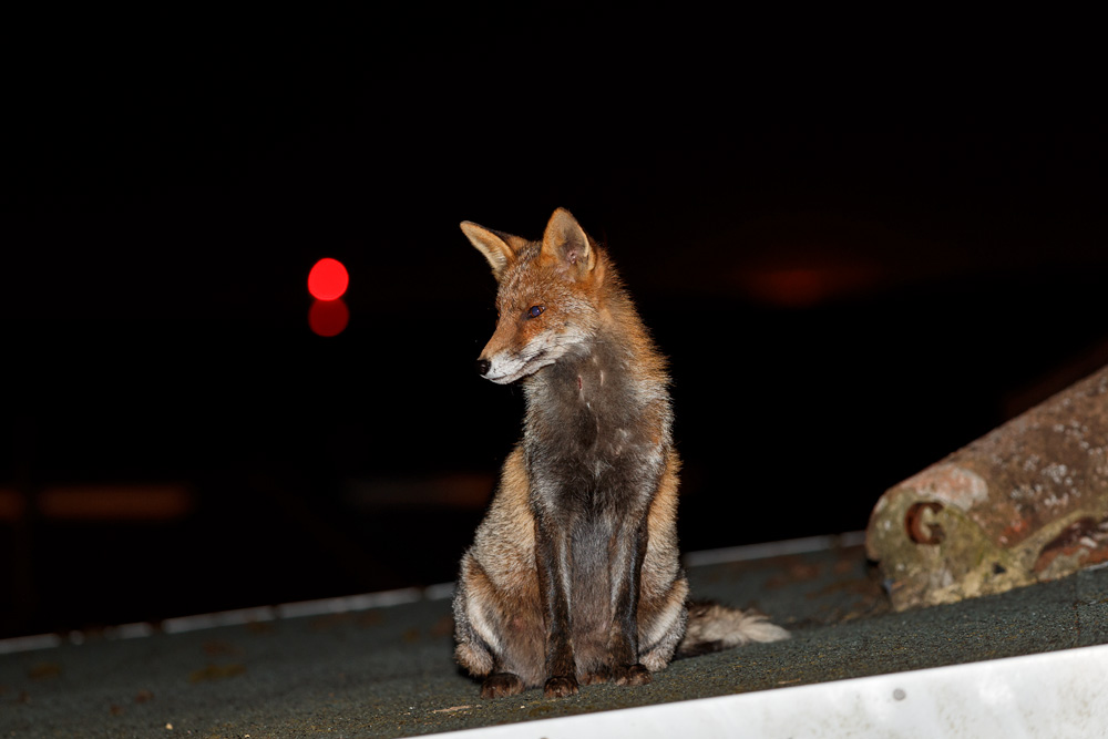 2502192502195464.jpg - Wolfy on garage roof. The distant red light is from the i-360 Tower in Brighton.