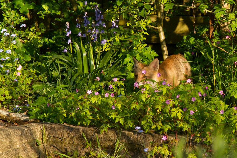 2503142505138292.jpg - Fox cub among the flowers