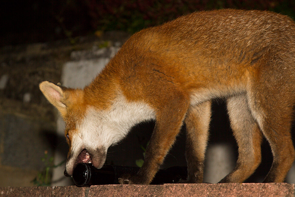2503151607131657.jpg - Fox cub investigates a maglite torch
