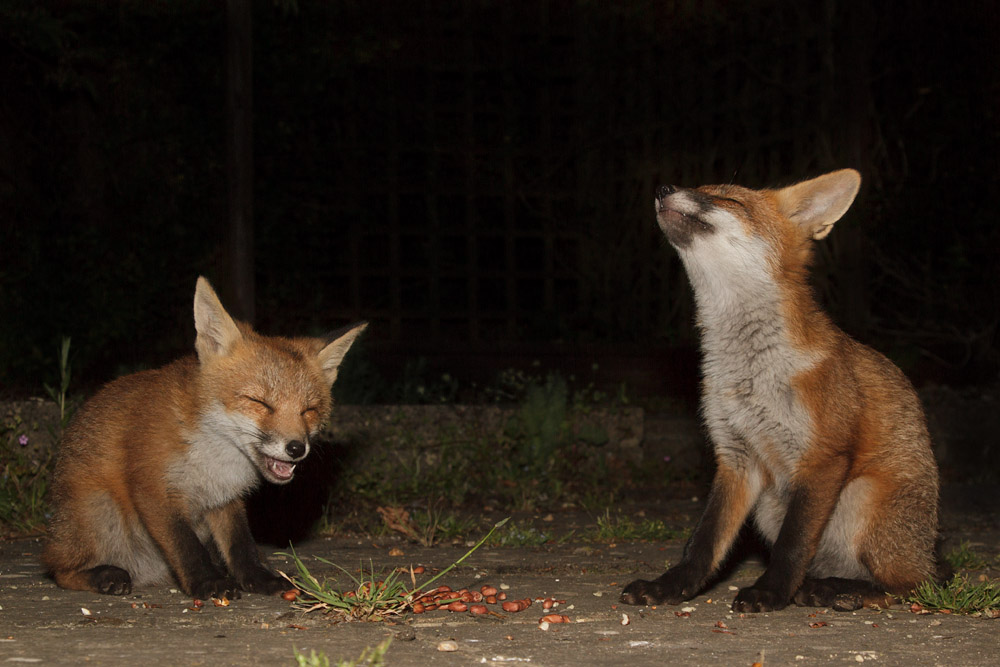 2503170406131927.jpg - Two laughing fox cubs