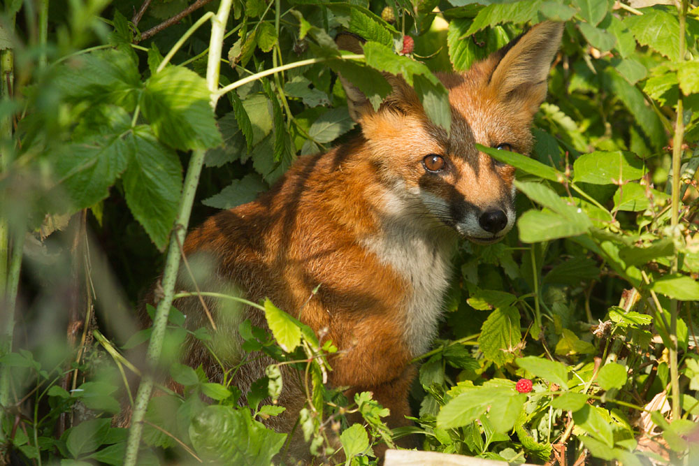 2504141007130214.jpg - Fox cub in the raspberry bush