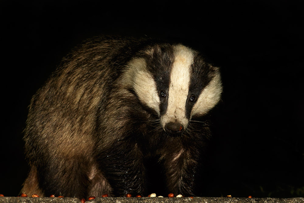 2504162304163495.jpg - Badger in garden