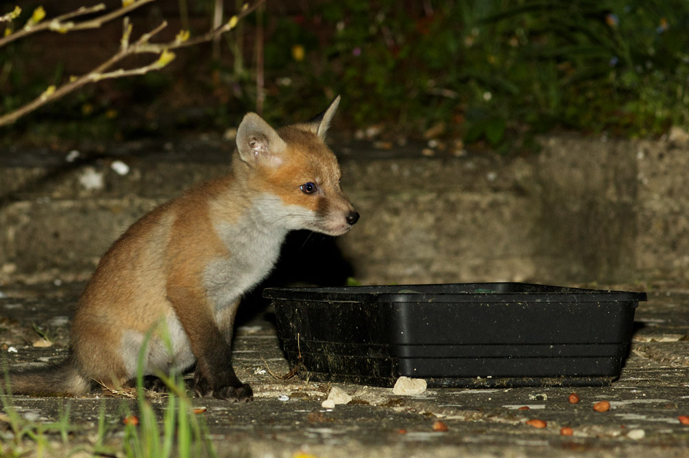 2504172404178726.jpg - Fox cubs at about 2 months old enjoying food left out in a suburban garden